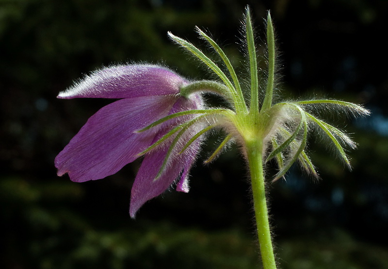 IMG_5240.dng-Blume-.jpg   26.04.jpg